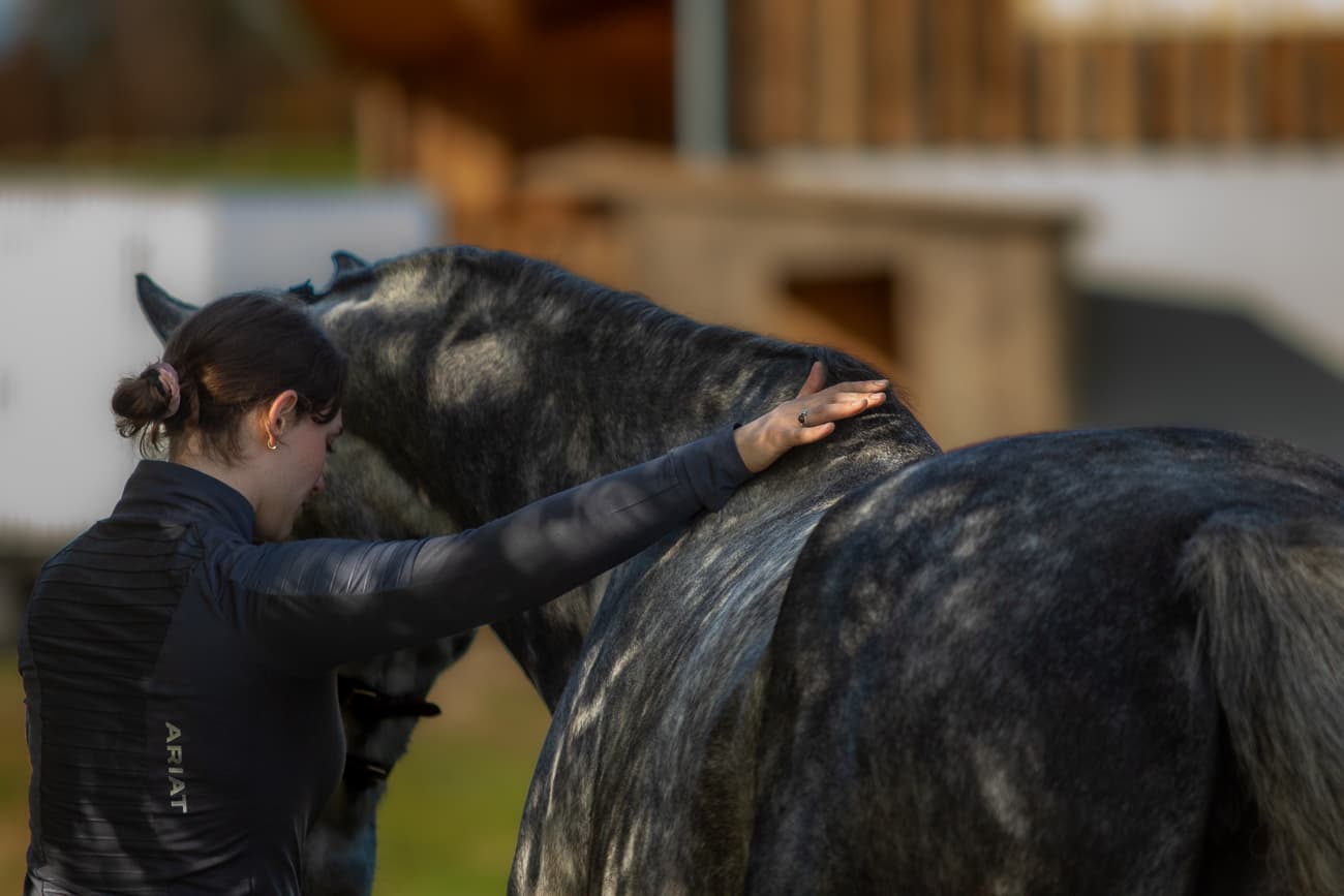 Verladetraining & Hilfe bei Problemen im Umgang